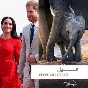 Elephant3 | خانه
